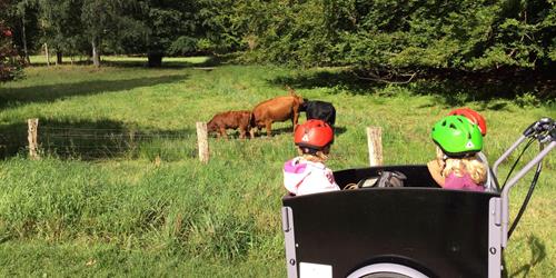 Børn i en ladcykel der kigger på en ko